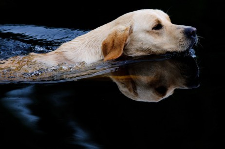 Gundogs